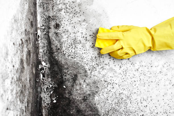 Best Fast Mold Removal  in Mitchellville, IA