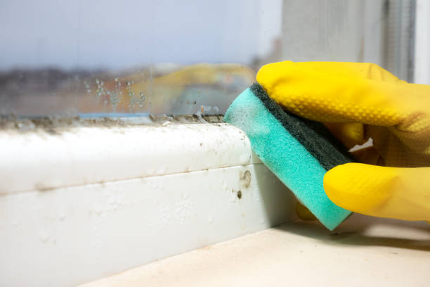 Best Black Mold Removal  in Mitchellville, IA