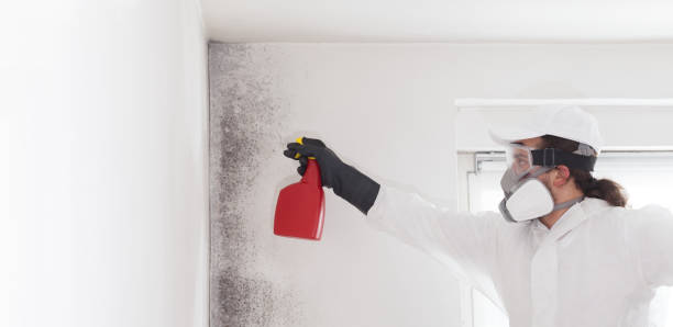 Best Affordable Mold Removal  in Mitchellville, IA