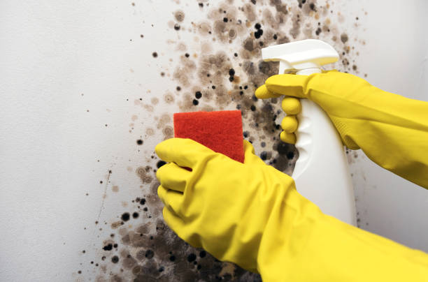 Best Office Mold Removal Services  in Mitchellville, IA