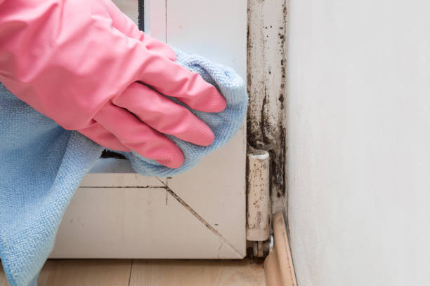 Crawl Space Mold Removal in Mitchellville, IA