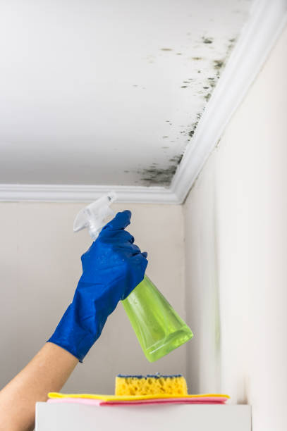 Best Mold Damage Repair  in Mitchellville, IA
